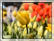 Tulipany, Rozmycie