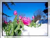 Różowe, Tulipany, Śnieg