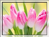 Różowe, Tulipany, Pąki