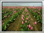 Różowe, Tulipany, Uprawa
