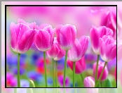 Tulipany, Różowe