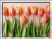 Różowo-żółte, Listki, Tulipany