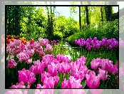 Tulipany, Wiosna, Rzeka, Las