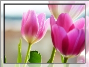Trzy, Tulipany, Listki