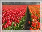 Tulipany, Uprawa