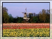 Wiatrak, Tulipany, Holandia