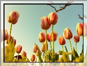 Wiosna, Niebo, Tulipany
