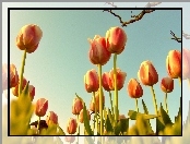 Wiosna, Niebo, Tulipany