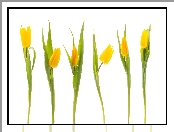 Tulipany, żółte