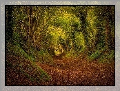 Las, Tunel, Liście