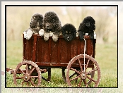 Tybetański, Wózek, Psy, Szczeniaki, Mastiff