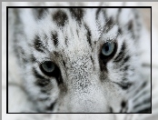 Biały, Tygrys, Oczy