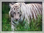 Biały, Tygrys, Trawa