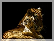 Tygrys, Młode