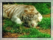 Śpiący, Tygrys, Trawa
