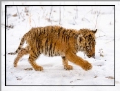 Tygrysek, Śnieg