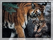 Tygrysy, Michael Nichols, Zdjęcie, Wykonał