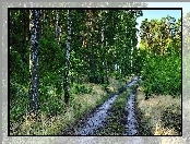 Dróżka, W, Lesie