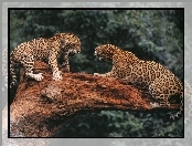 Jaguary, Walka, Konar