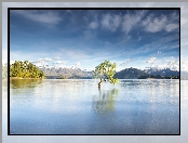 Jezioro Wanaka, Nowa Zelandia, Drzewo, Wyspa Południowa