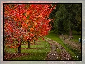 Drzewa, Park, Liście, Jesień, Australia, Droga, Stan Wiktoria, Czerwone, Wandiligong