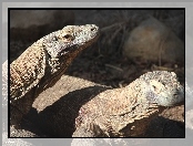 Warany z Komodo