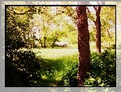 Park, Warszawa, Park Moczydło, Trawa, Stolica, Drzewa