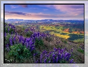 Wzgórza, Kwiaty, Stany Zjednoczone, Park stanowy Steptoe Butte, Łąki, Dolina, Łubin, Palouse, Pola, Trawa, Wschód słońca, Waszyngton