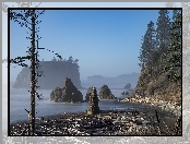 Stany Zjednoczone, Skały, Drzewa, Stan Waszyngton, Park Narodowy Olympic, Ruby Beach, Wybrzeże