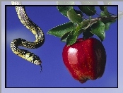 Wąż, Jabłko, Zakazany, Owoc