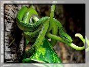 Zielony, Wąż, Liść