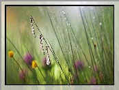 Ważki, Deszcz, Łąka, Bokeh, Trzy, Rozmycie