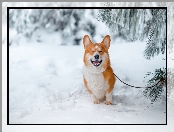 Welsh corgi pembroke, Zima, Las, Drzewa