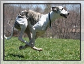 Whippet