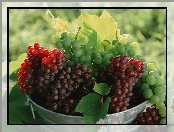 Wiaderko, Winogron