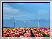 Holandia, Wiatraki, Tulipany