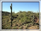 Pustynia, Wickenburg, Arizona