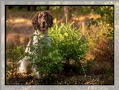 Pies, Łąka, Kwiaty, Springer spaniel angielski, Las, Drzewka, Świerki