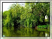 Wierzby, Wiosna, Jezioro, Odbicie