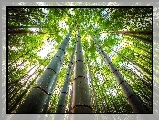 Drzewa, Wierzchołki, Bambus