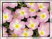 Wiesiołek, Różowo, Białe, Kwiatuszki, Dwuletni