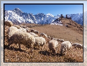 Góry, Owce, Gruzja, Kazbek, Gergeti, Świętej Trójcy, Góra, Kościół, Klasztor, Cminda Sameba