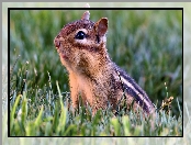 Wiewiórka, Łąka, Chipmunk, Trawa