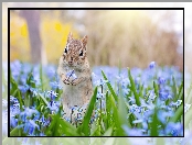 Wiewiórka ziemna, Cebulica syberyjska, Chipmunk, Kwiaty