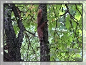Wiewiórka, Drzewa
