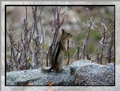 Chipmunk, Gałązki, Wiewiórka, Ziemna