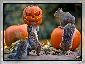 Halloween, Wiewiórki, Dynie
