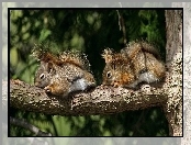 Śpiące, Wiewiórki, Drzewo