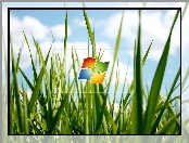 Logo, Windows, Trawa