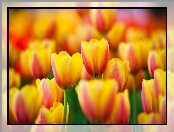 Wiosenne, Tulipany